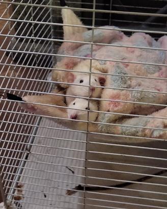 Ratti dumbo