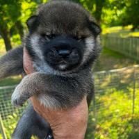 Cuccioli di Shiba Inu con pedigree