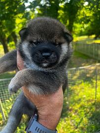 Cuccioli di Shiba Inu con pedigree