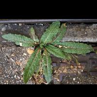 semi Aspraggine (Helmintotheca echioides 