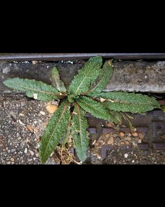 semi Aspraggine (Helmintotheca echioides 