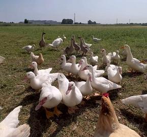 Anatre allevate in libertà