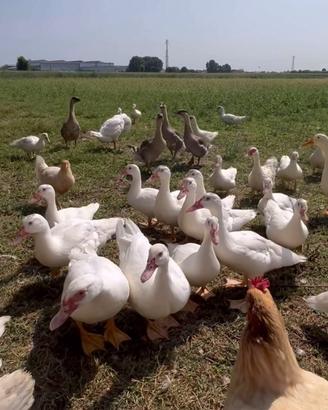 Anatre allevate in libertà