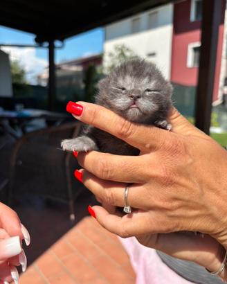 British shorthair blue smoke