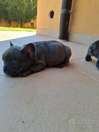 Cuccioli di bulldog francese blu