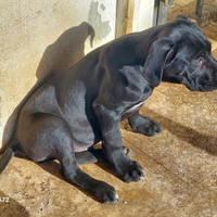 Cuccioli di cane corso