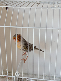 Agata giallo mosaico