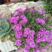 Delosperma fiore fucsia