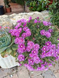 Delosperma fiore fucsia