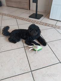 Barboncino toy maschio nero femmina per acco