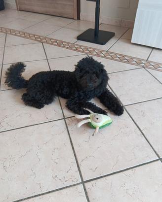 Barboncino toy maschio nero femmina per acco