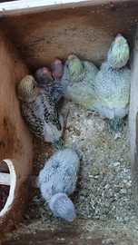 Cocorite allevate a meno