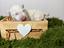 Immagine 5
