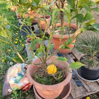 piante di limone