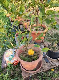 piante di limone