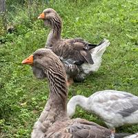 Oche di Tolosa selezione industriale (gruppo di 3)