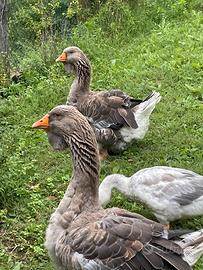 Oche di Tolosa selezione industriale (gruppo di 3)