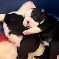 Cuccioli di Boston Terrier