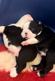 Cuccioli di Boston Terrier