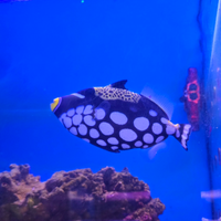 Pesce acquario marino