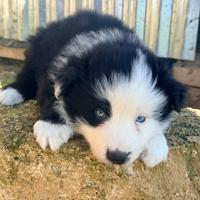 Border collie