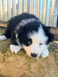Border collie