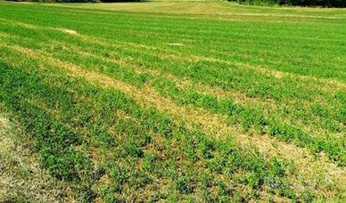 Terreno agricolo