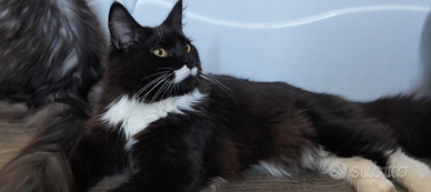 Cucciolone di Maine Coon