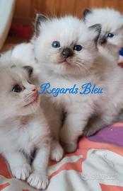 Cuccioli Ragdoll con Pedigree