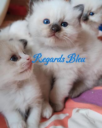 Cuccioli Ragdoll con Pedigree