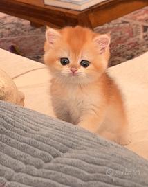 Gattina british golden shell