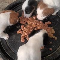 Cuccioli jack russell