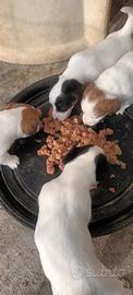 Cuccioli jack russell