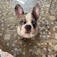 Bulldog Francese Merle Pied