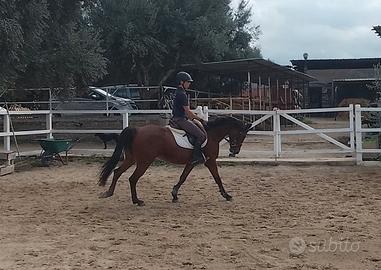 Cavalla di 10 anni