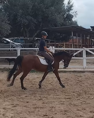 Cavalla di 10 anni