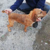 Cane da caccia al cinghiale