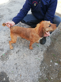 Cane da caccia al cinghiale