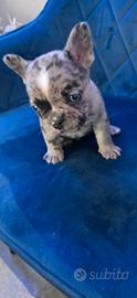 Bulldog cucciolo