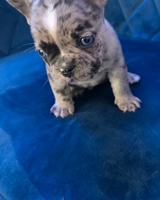 Bulldog cucciolo