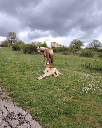 Haflinger