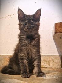 Cuccioli di gattini Maine Coone - pedigree