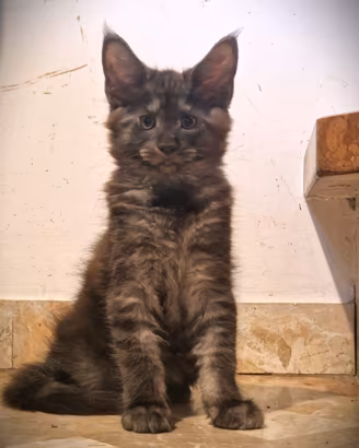 Cuccioli di gattini Maine Coone - pedigree