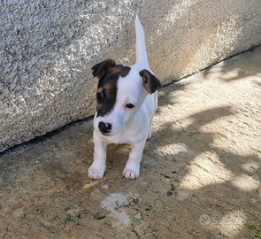 Cucciola jack russel