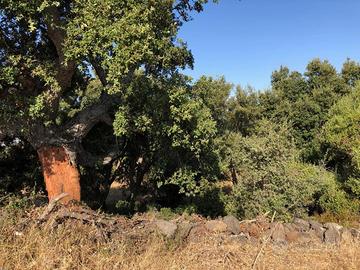 Terreno agricolo Dorgali (NU)