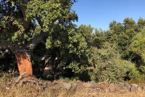 Terreno agricolo Dorgali (NU)