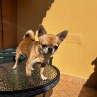 Chihuahua con pedigree per accoppiamento