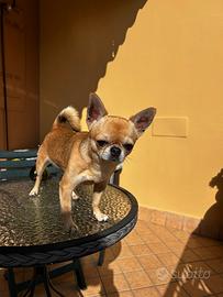 Chihuahua con pedigree per accoppiamento