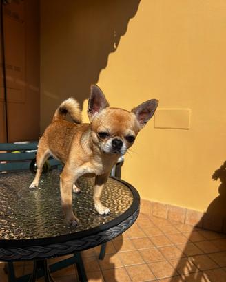 Chihuahua con pedigree per accoppiamento