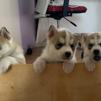 Cucciolata casalinga Siberian Husky